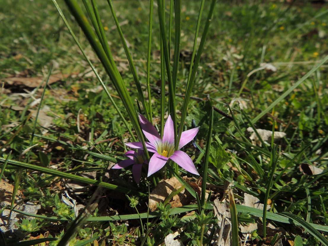 Onion grass on sale